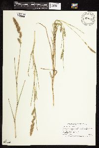 Muhlenbergia racemosa image