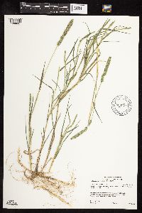 Muhlenbergia racemosa image