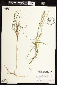 Muhlenbergia racemosa image