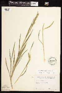 Muhlenbergia racemosa image