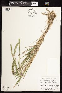 Muhlenbergia racemosa image