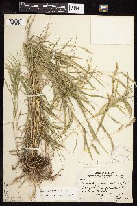 Muhlenbergia racemosa image