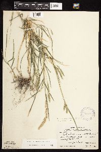 Muhlenbergia racemosa image