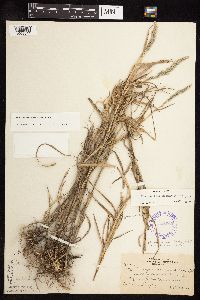 Muhlenbergia racemosa image