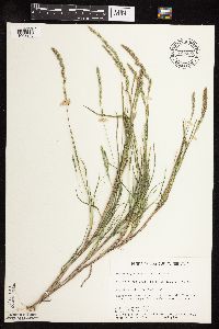 Muhlenbergia racemosa image