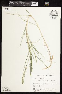 Muhlenbergia racemosa image