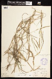 Muhlenbergia racemosa image