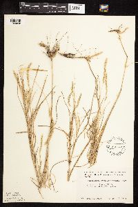 Muhlenbergia racemosa image