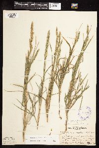 Muhlenbergia racemosa image