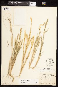 Muhlenbergia racemosa image