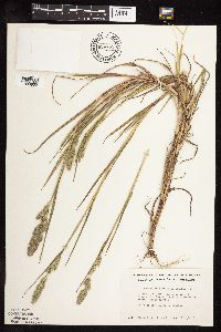 Muhlenbergia racemosa image