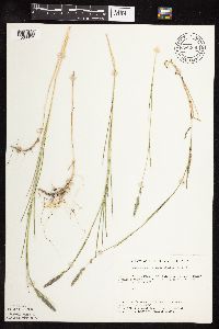 thumbnail image of current specimen