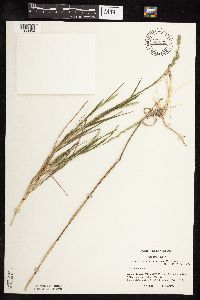 Muhlenbergia racemosa image
