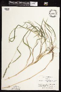 Muhlenbergia racemosa image