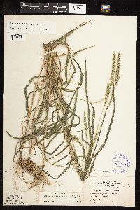 Muhlenbergia racemosa image