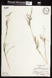Muhlenbergia racemosa image
