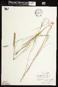 Muhlenbergia racemosa image