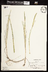 Muhlenbergia racemosa image