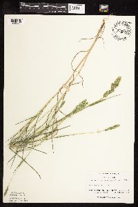 Muhlenbergia racemosa image