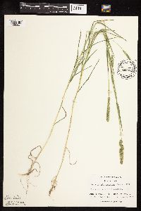 Muhlenbergia racemosa image