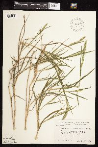 Muhlenbergia racemosa image