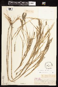 Muhlenbergia racemosa image