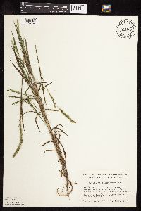 Muhlenbergia racemosa image