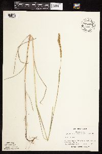 Muhlenbergia racemosa image
