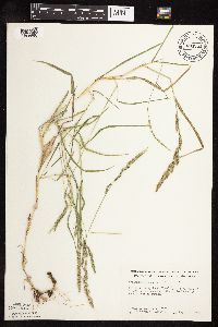 Muhlenbergia racemosa image