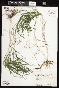 Muhlenbergia racemosa image