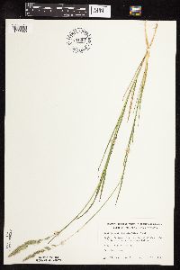 Muhlenbergia racemosa image