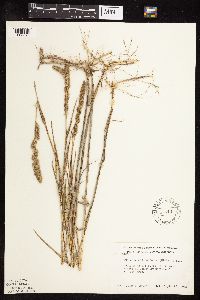 Muhlenbergia racemosa image