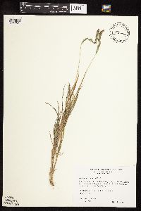Muhlenbergia racemosa image