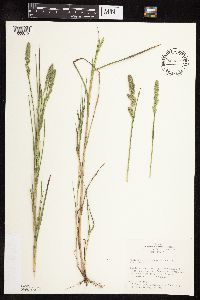 Muhlenbergia racemosa image