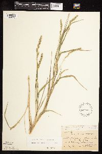 Muhlenbergia racemosa image