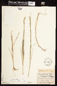 Muhlenbergia racemosa image