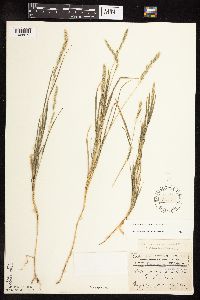 Muhlenbergia racemosa image