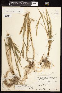 Muhlenbergia racemosa image