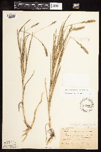 Muhlenbergia racemosa image