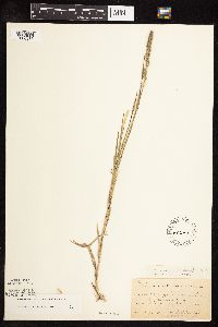 Muhlenbergia racemosa image