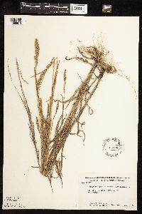 Muhlenbergia racemosa image