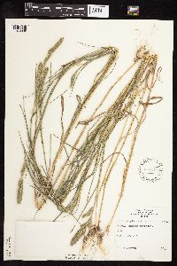 Muhlenbergia racemosa image