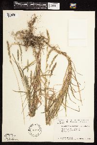 Muhlenbergia racemosa image