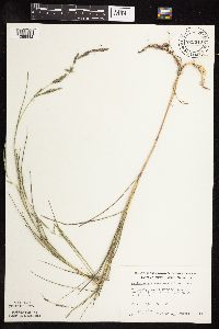 Muhlenbergia racemosa image