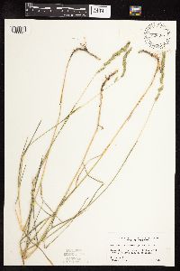 Muhlenbergia racemosa image
