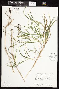 Muhlenbergia racemosa image