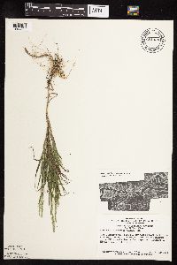 Muhlenbergia racemosa image