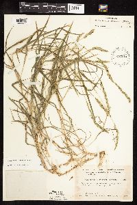 Muhlenbergia racemosa image