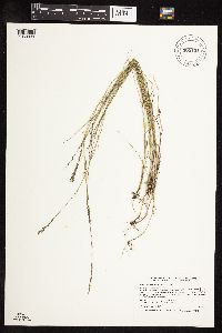 Muhlenbergia richardsonis image