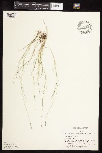 Muhlenbergia richardsonis image